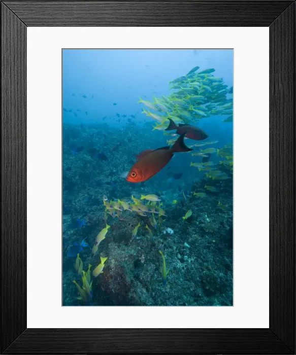 Framed Print : DDE-90021247