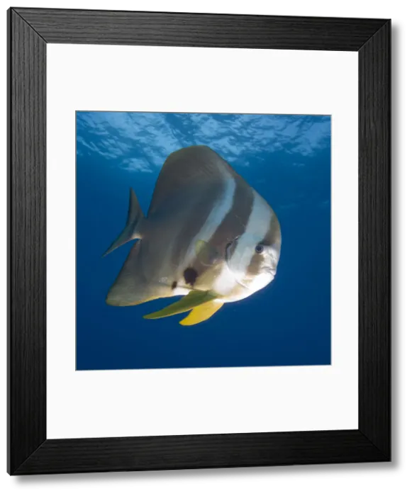 Framed Print : DDE-90021248 Framed Print : DDE-90021248