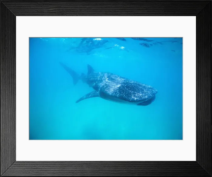 Framed Print : DDE-90021249 Framed Print : DDE-90021249