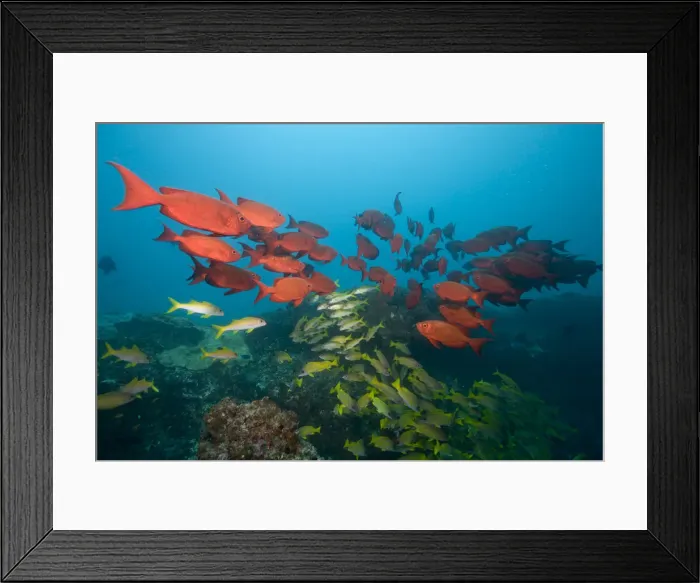 Framed Print : DDE-90021246 Framed Print : DDE-90021246