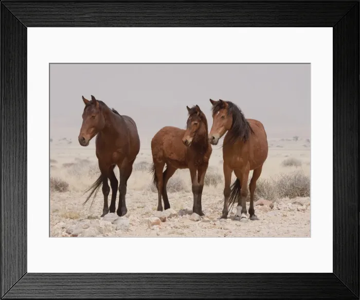 Framed Print : DDE-90021264 Framed Print : DDE-90021264