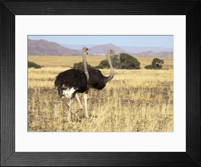 Framed Print : DDE-90021271 Framed Print : DDE-90021271