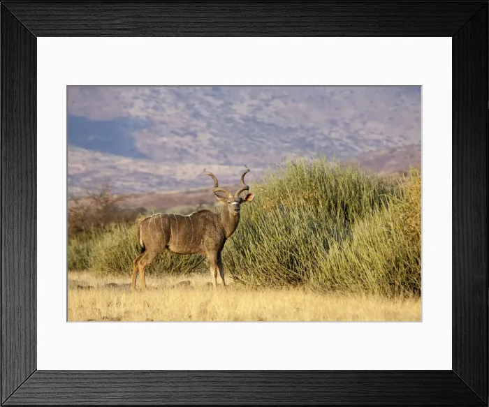 Framed Print : DDE-90021275 Framed Print : DDE-90021275