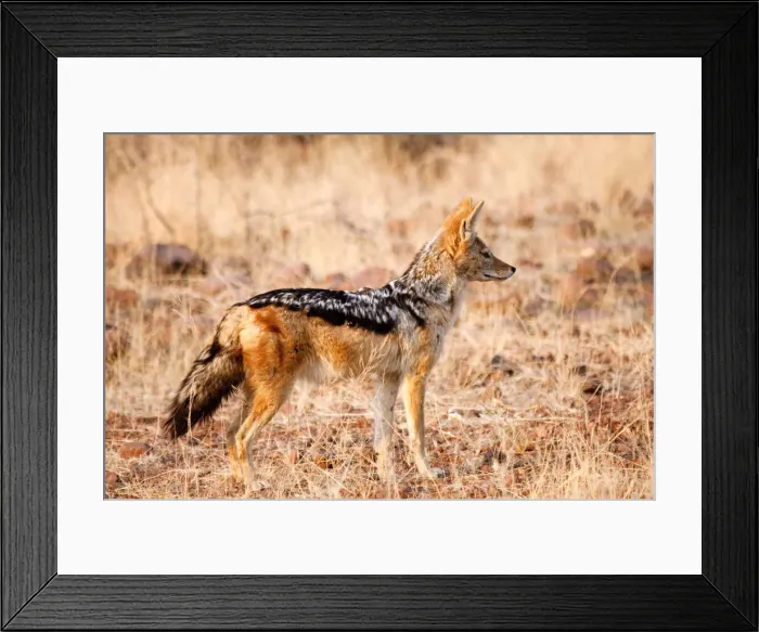 Framed Print : DDE-90021276