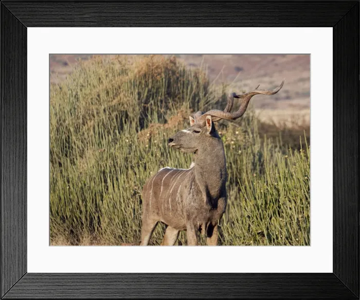 Framed Print : DDE-90021277 Framed Print : DDE-90021277