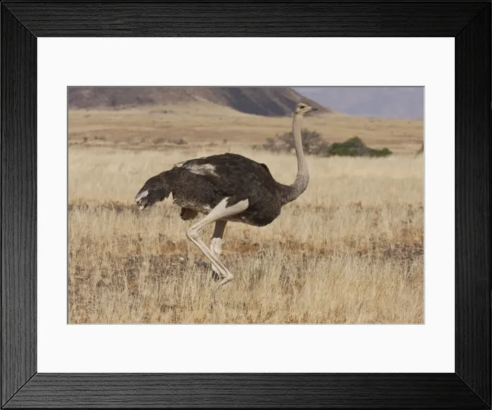 Framed Print : DDE-90021282 Framed Print : DDE-90021282