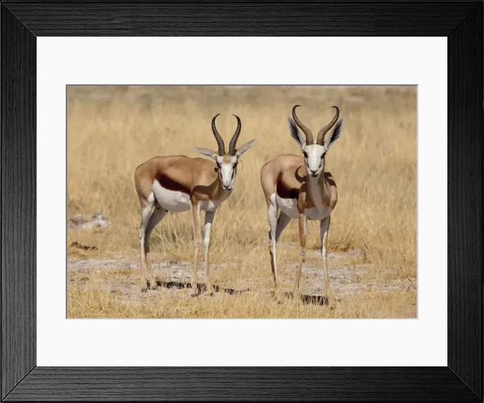 Framed Print : DDE-90021289 Framed Print : DDE-90021289