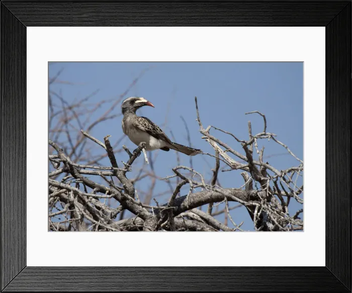 Framed Print : DDE-90021290 Framed Print : DDE-90021290