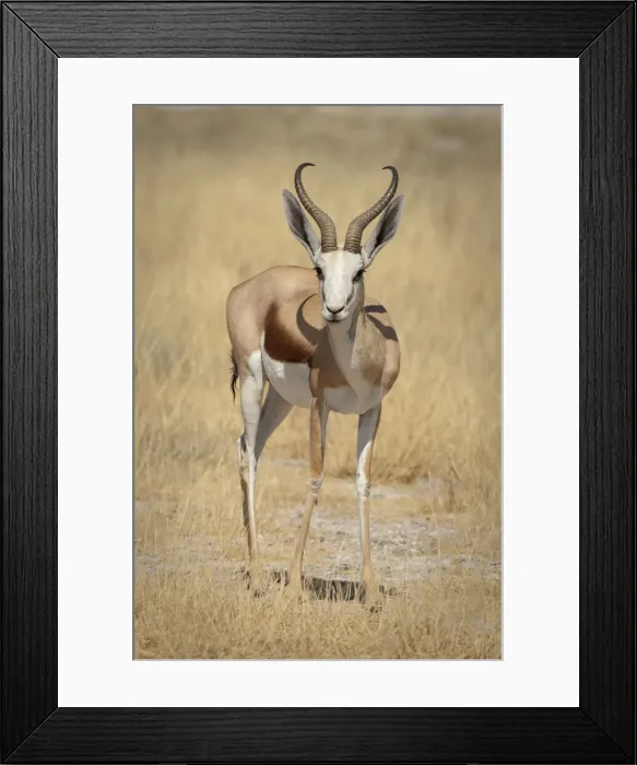 Framed Print : DDE-90021288 Framed Print : DDE-90021288