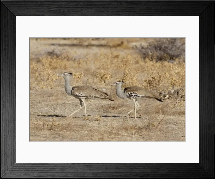Framed Print : DDE-90021292 Framed Print : DDE-90021292
