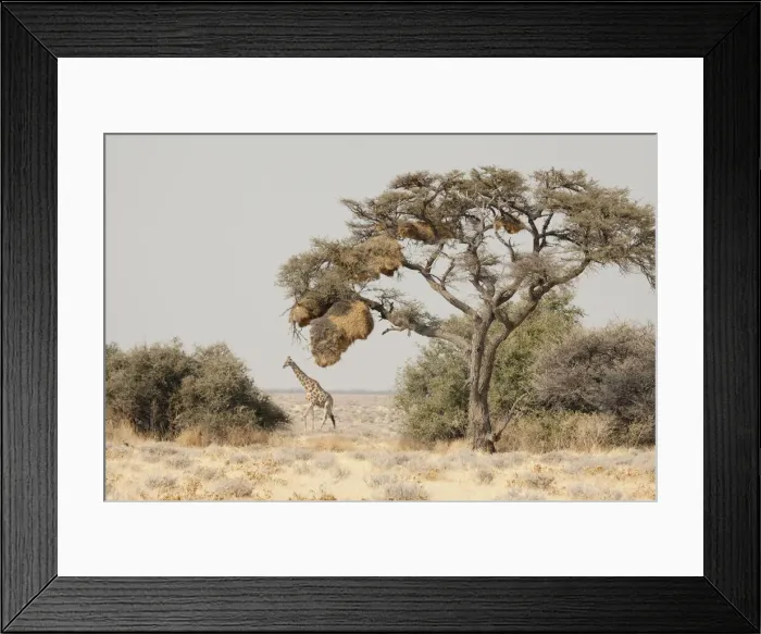 Framed Print : DDE-90021295 Framed Print : DDE-90021295