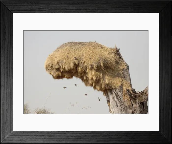 Framed Print : DDE-90021296 Framed Print : DDE-90021296