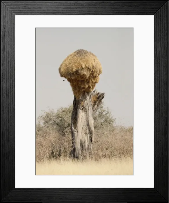 Framed Print : DDE-90021297 Framed Print : DDE-90021297