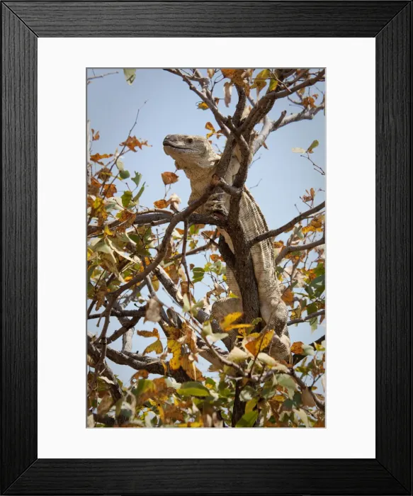 Framed Print : DDE-90021299 Framed Print : DDE-90021299