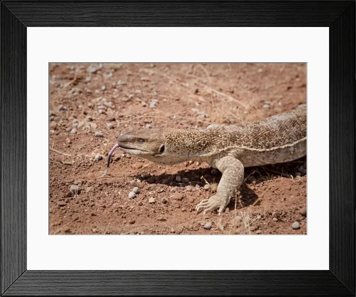Framed Print : DDE-90021300