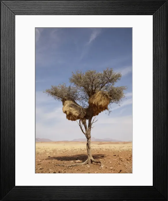 Framed Print : DDE-90021311 Framed Print : DDE-90021311