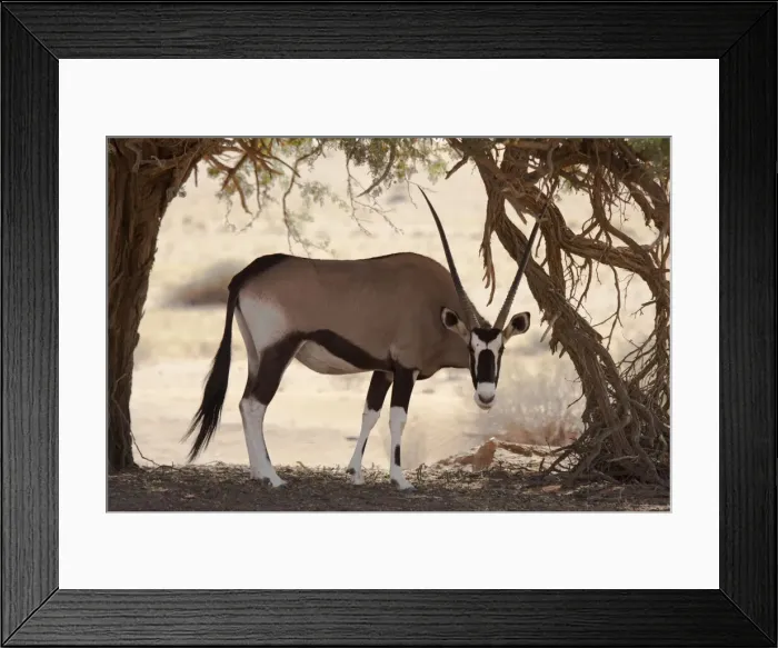 Framed Print : DDE-90021314 Framed Print : DDE-90021314