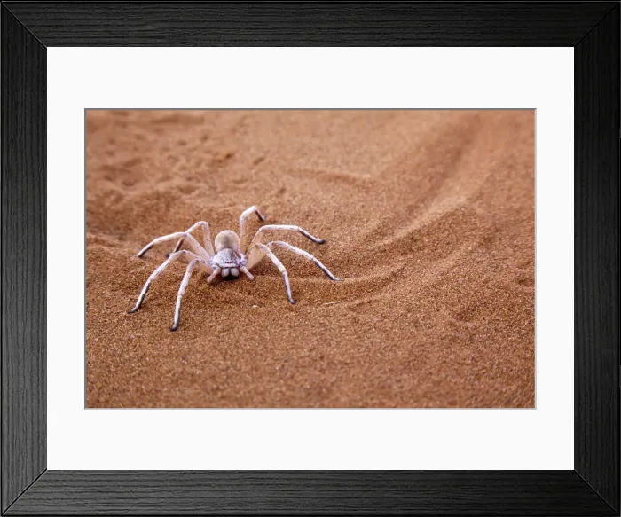 Framed Print : DDE-90021316 Framed Print : DDE-90021316