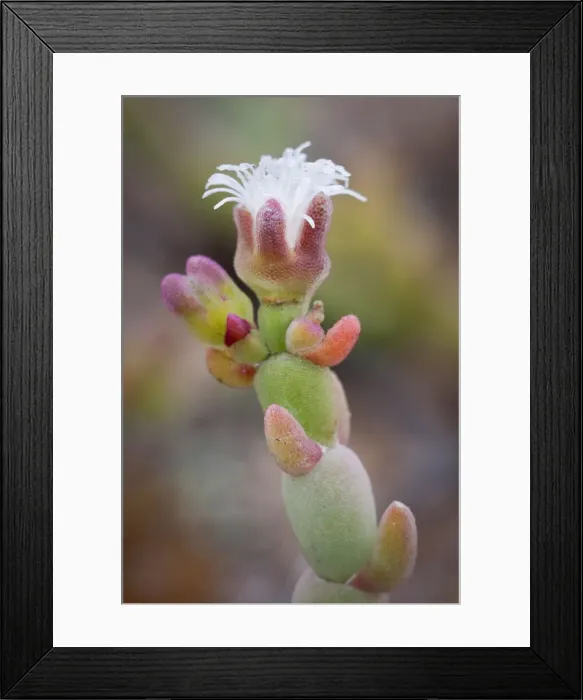 Framed Print : DDE-90021324 Framed Print : DDE-90021324