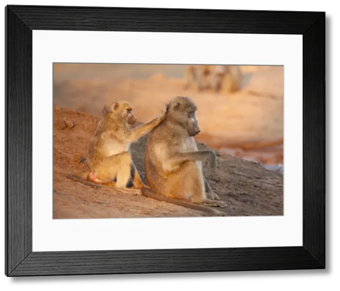 Framed Print : DDE-90021332 Framed Print : DDE-90021332
