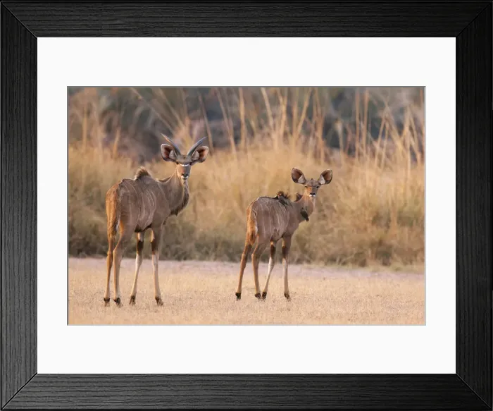 Framed Print : DDE-90021333 Framed Print : DDE-90021333