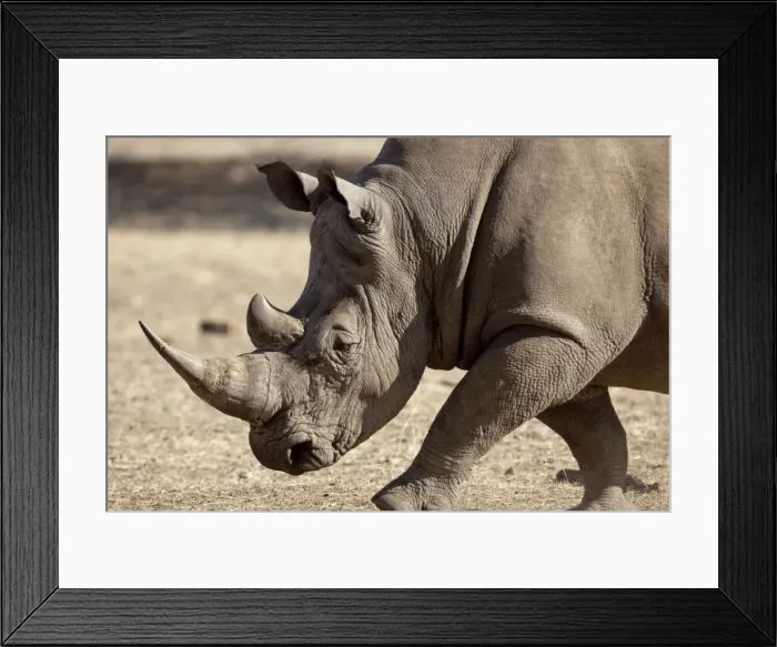 Framed Print : DDE-90021334 Framed Print : DDE-90021334