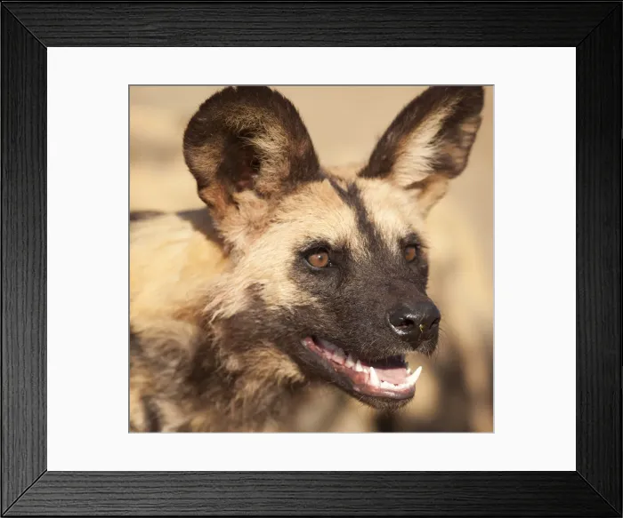 Framed Print : DDE-90021337 Framed Print : DDE-90021337