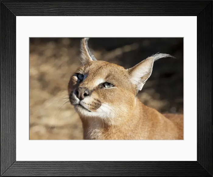 Framed Print : DDE-90021339 Framed Print : DDE-90021339