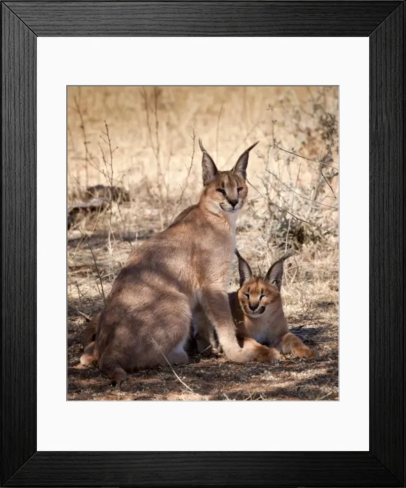 Framed Print : DDE-90021340 Framed Print : DDE-90021340