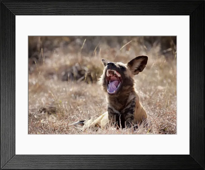 Framed Print : DDE-90021338