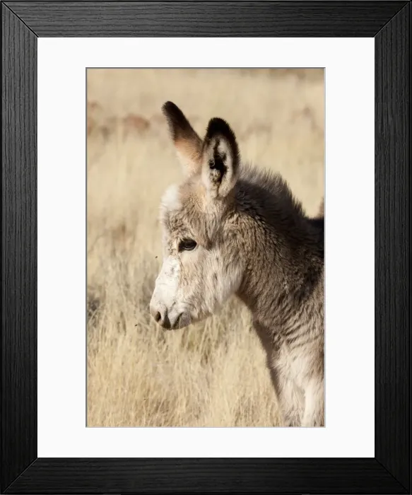 Framed Print : DDE-90021342 Framed Print : DDE-90021342