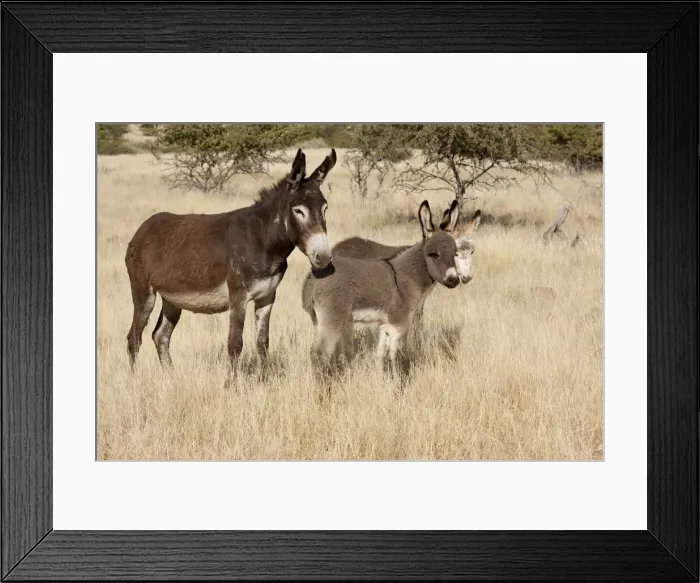 Framed Print : DDE-90021343 Framed Print : DDE-90021343