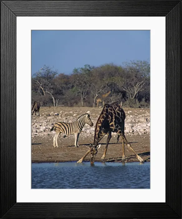 Framed Print : DDE-90021347 Framed Print : DDE-90021347