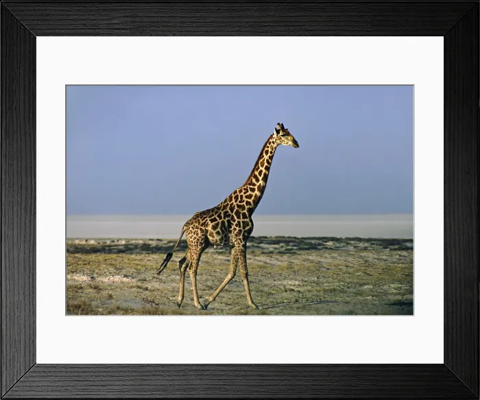 Framed Print : DDE-90021346 Framed Print : DDE-90021346