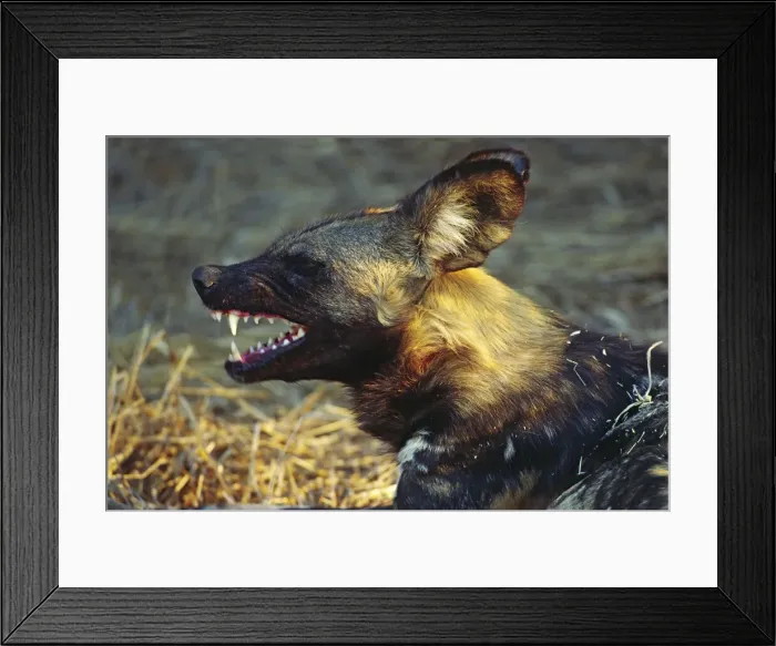 Framed Print : DDE-90021349 Framed Print : DDE-90021349