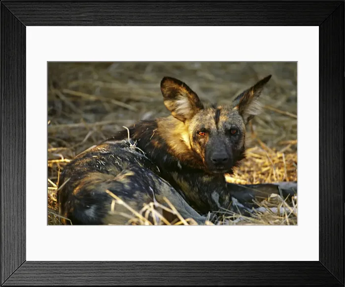 Framed Print : DDE-90021350 Framed Print : DDE-90021350