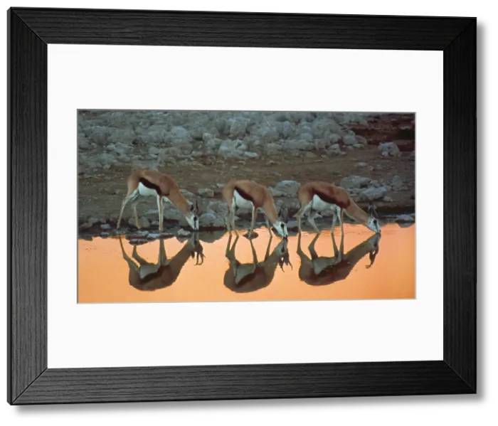 Framed Print : DDE-90021348 Framed Print : DDE-90021348