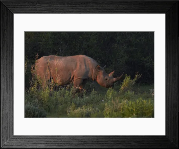 Framed Print : DDE-90021353 Framed Print : DDE-90021353