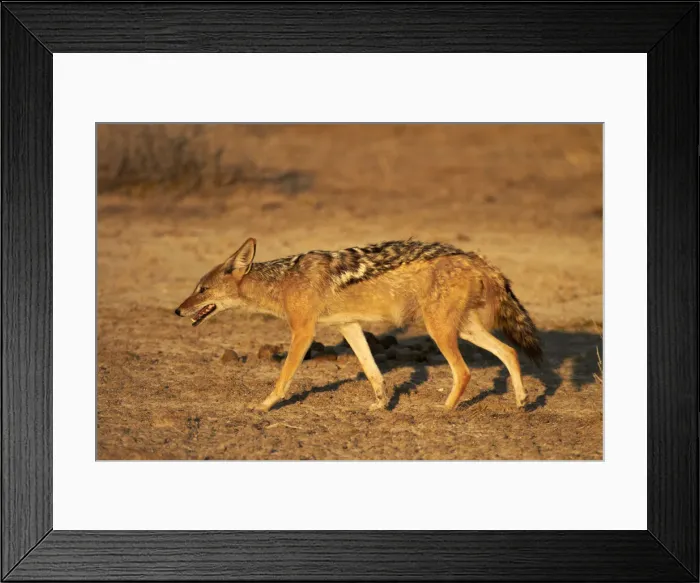Framed Print : DDE-90021355 Framed Print : DDE-90021355