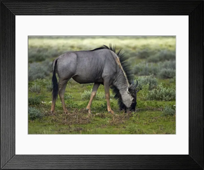 Framed Print : DDE-90021356 Framed Print : DDE-90021356