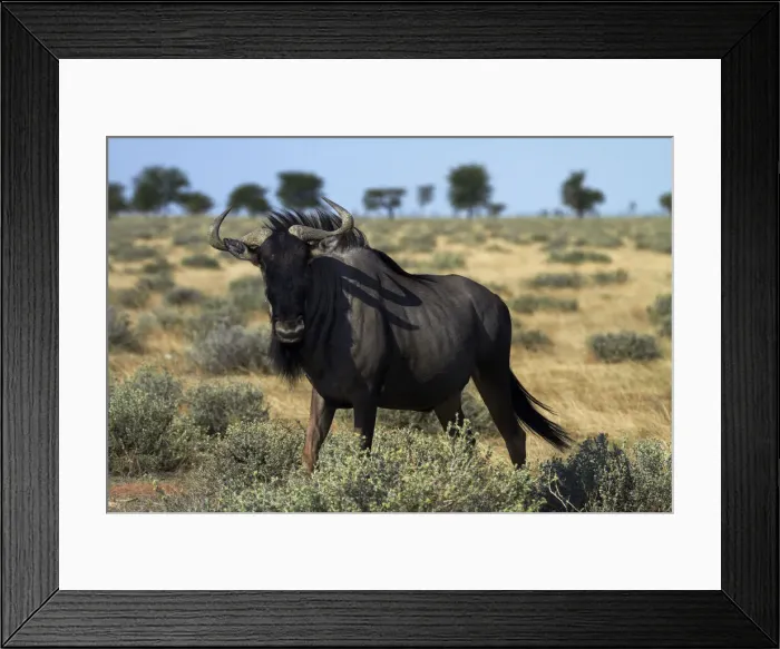 Framed Print : DDE-90021357 Framed Print : DDE-90021357