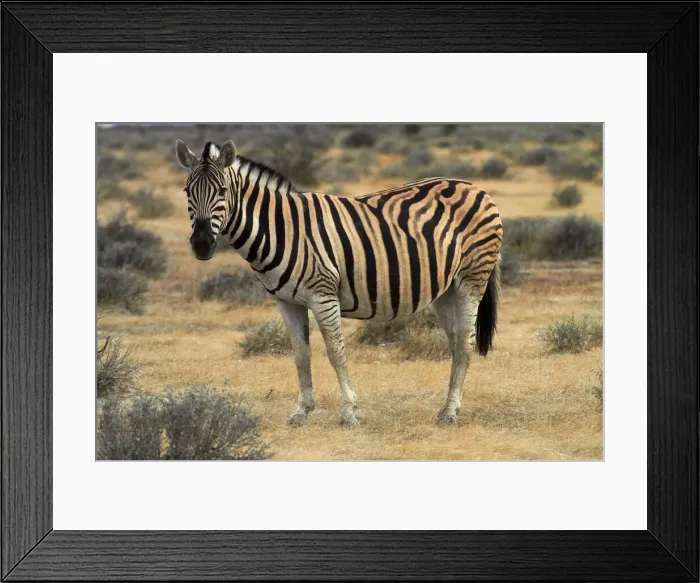 Framed Print : DDE-90021360