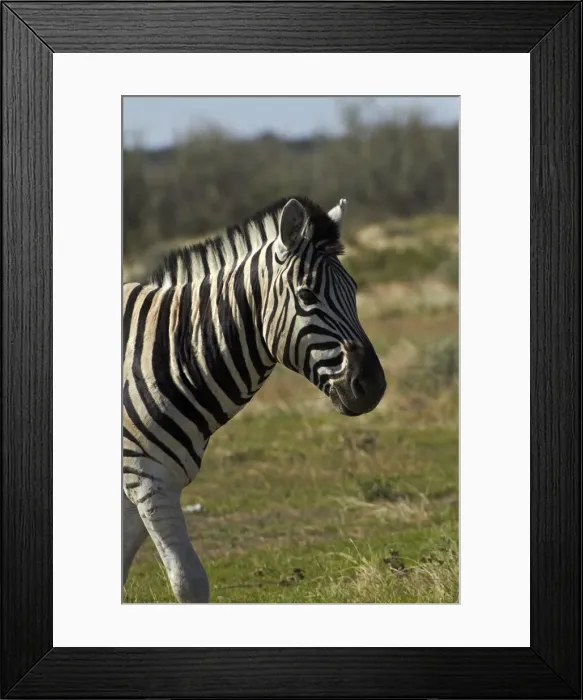 Framed Print : DDE-90021361 Framed Print : DDE-90021361