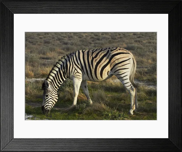 Framed Print : DDE-90021363 Framed Print : DDE-90021363