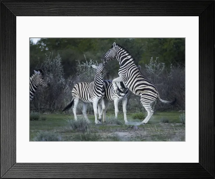 Framed Print : DDE-90021364 Framed Print : DDE-90021364