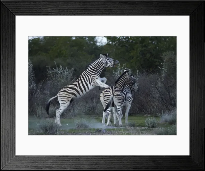 Framed Print : DDE-90021365 Framed Print : DDE-90021365
