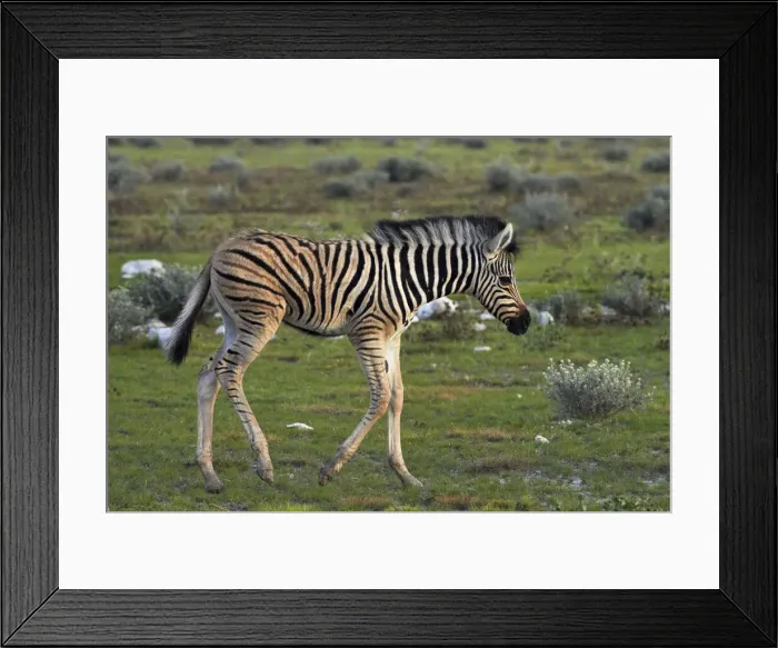 Framed Print : DDE-90021366 Framed Print : DDE-90021366