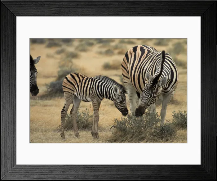 Framed Print : DDE-90021367 Framed Print : DDE-90021367