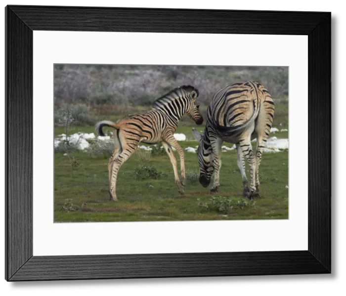 Framed Print : DDE-90021368 Framed Print : DDE-90021368