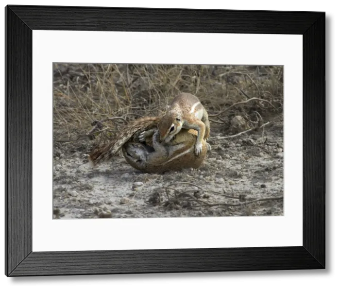 Framed Print : DDE-90021371 Framed Print : DDE-90021371